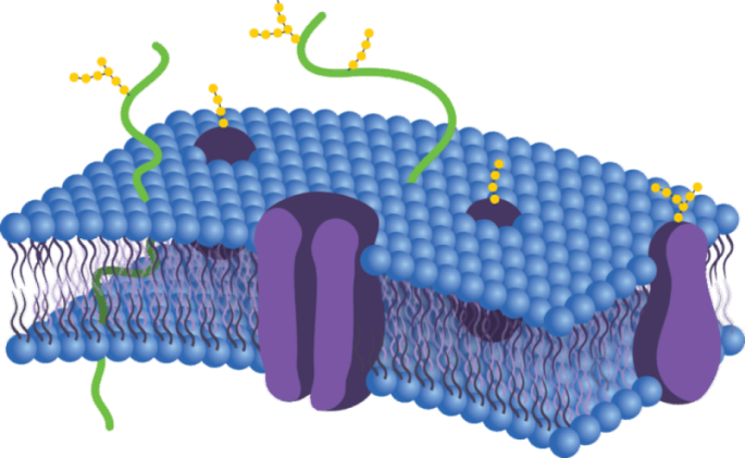 https://www.jing.fm/clipimg/full/104-1040291_cell-membrane-read-biology-ck-foundation-all-cell.png